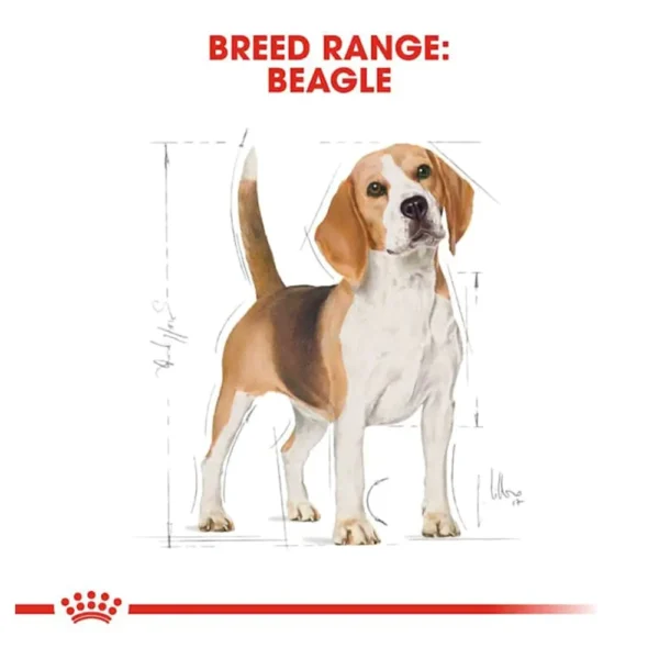 Beagle Adult - Image 3