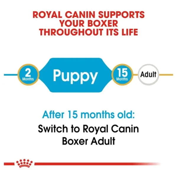 Boxer Puppy - Image 4
