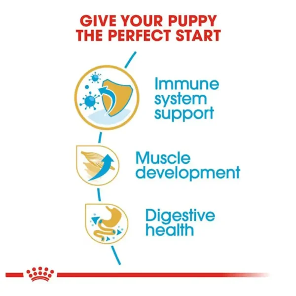Boxer Puppy - Image 3