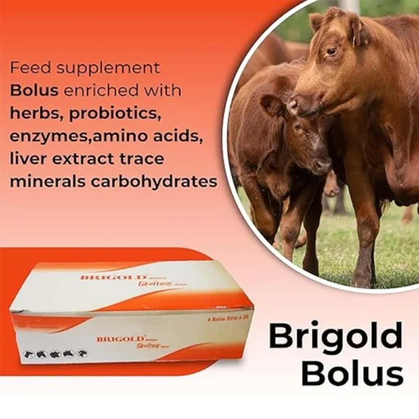 Brigold Bolus - Image 6