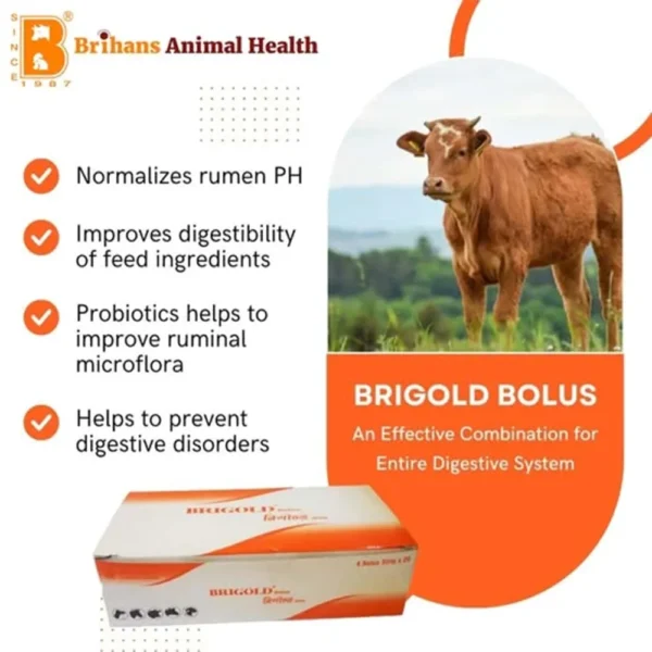 Brigold Bolus - Image 8