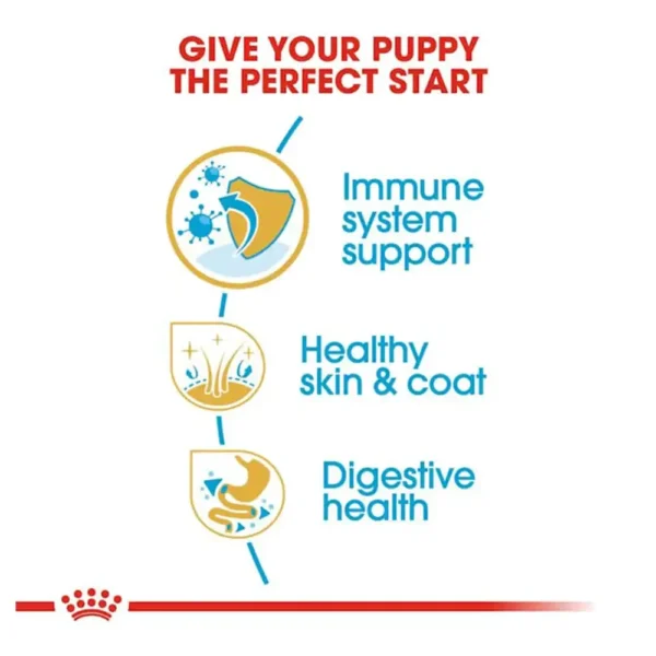 Cocker Puppy - Image 2