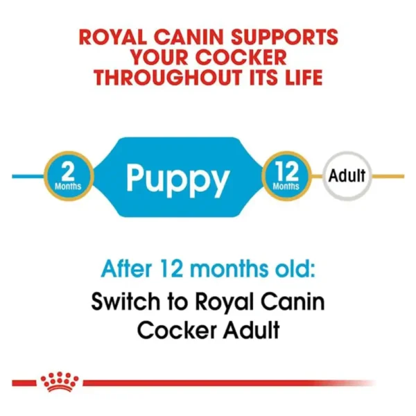 Cocker Puppy - Image 3