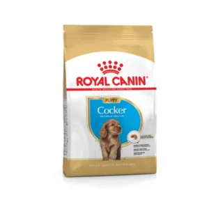 Cocker Puppy
