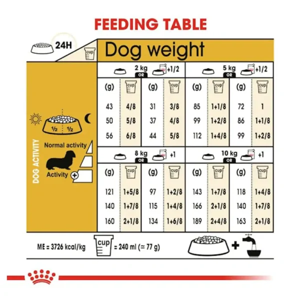 Dachshund Adult - Image 4