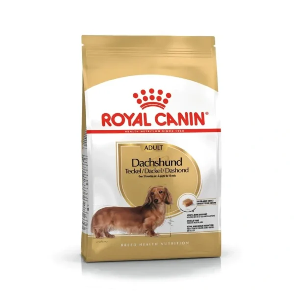 Dachshund Adult