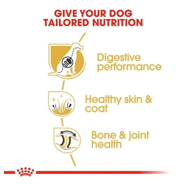 German Shepherd Adult - Image 3