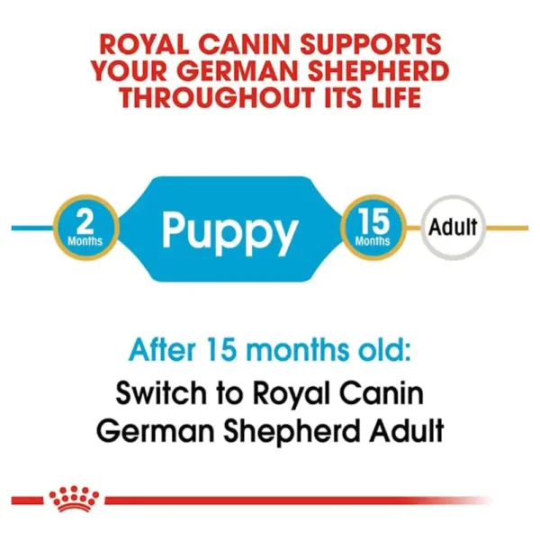 German Shepherd Puppy - Image 4