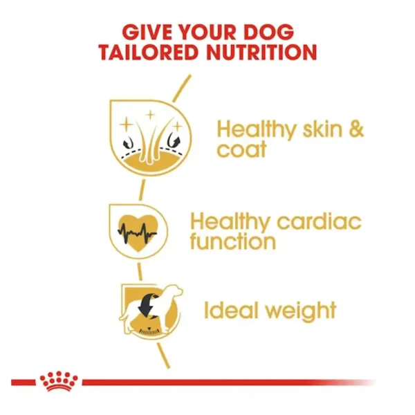 Golden Retriever Adult - Image 3