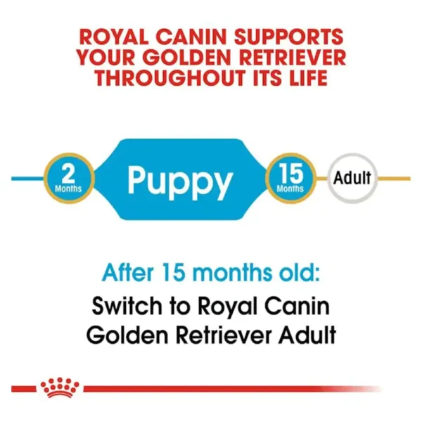 Golden Retriever Puppy - Image 3