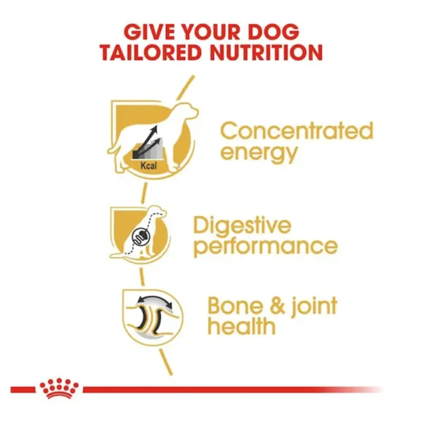 Great Dane Adult - Image 3