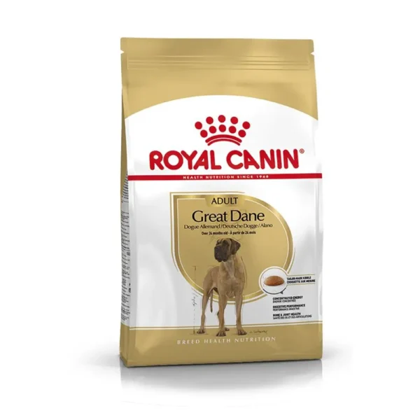 Great Dane Adult