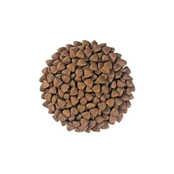 Hypoallerginic Small Dog - Image 5