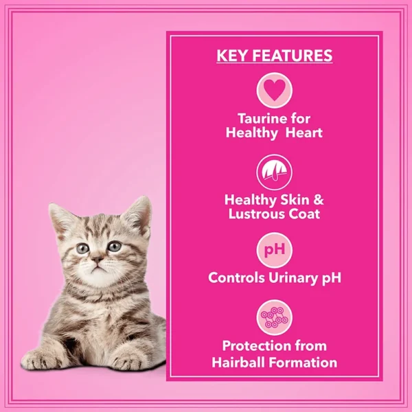 Let's Bite Active Kitten Dry Cat Food - Image 3
