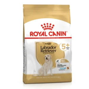 Labrador Retriever 5+