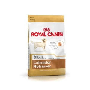 Labrador Retriever Adult