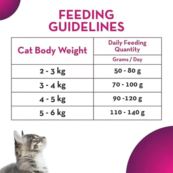Maxi Adult Cat - Image 2