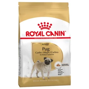 Pug Adult