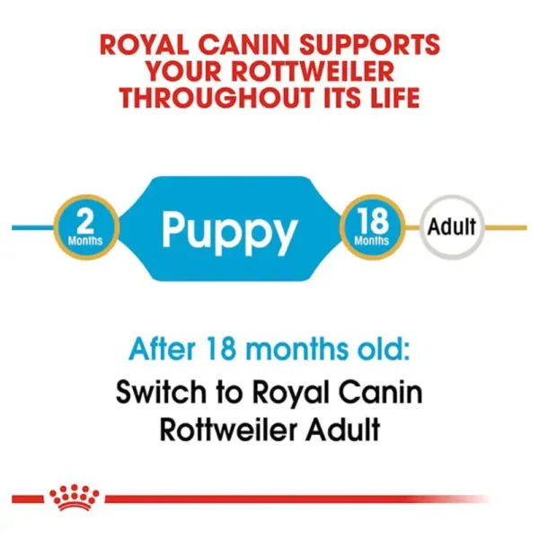 Rottweiler Puppy - Image 4