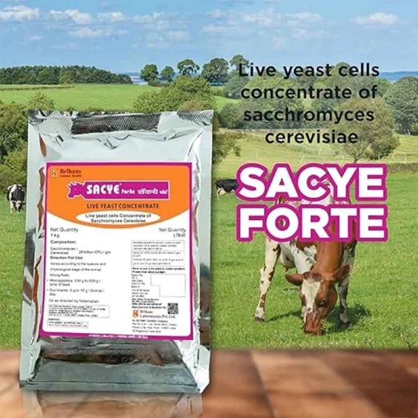 Sacye Forte - Image 5