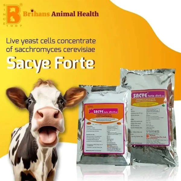 Sacye Forte - Image 7