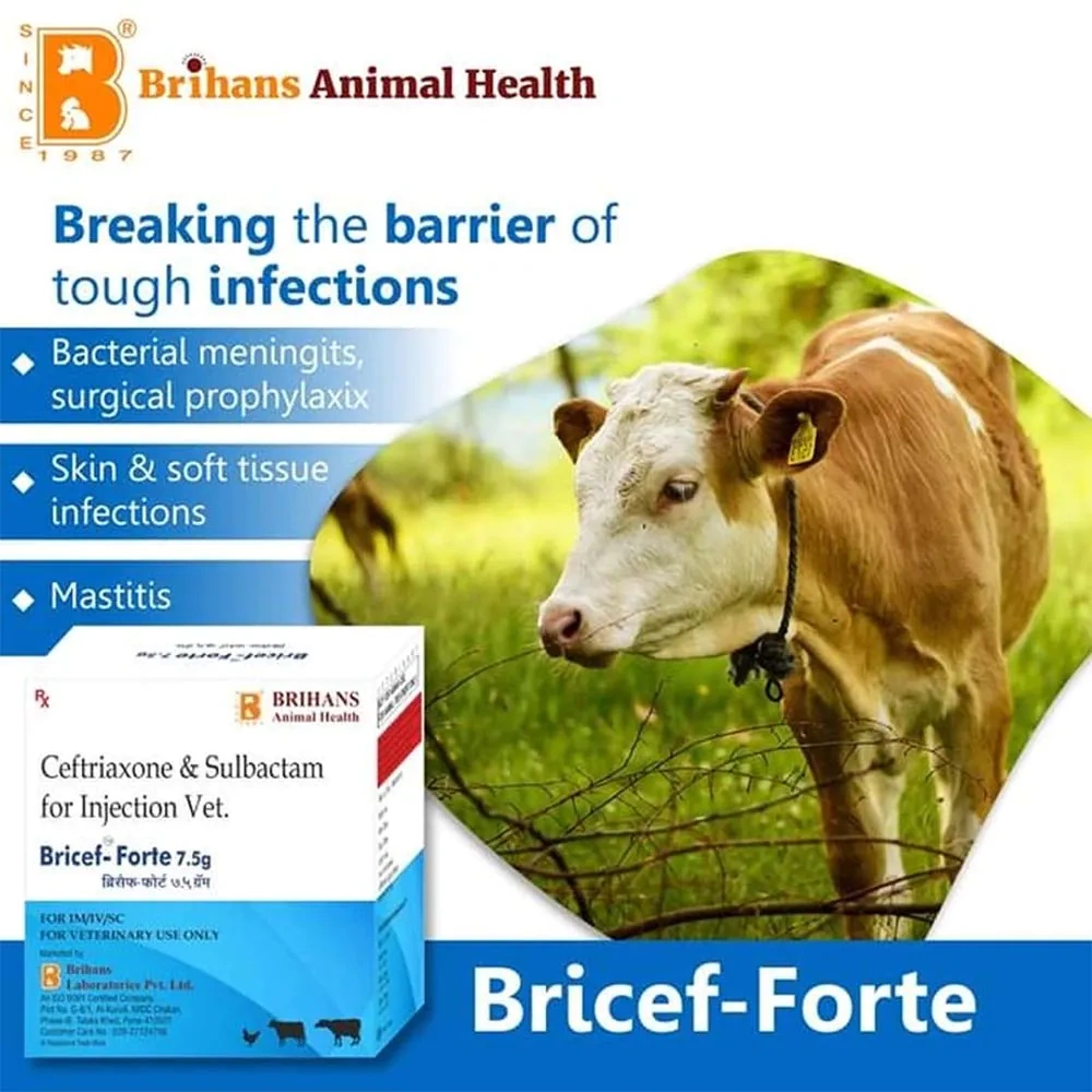 Bricef Forte Inj – Broad-Spectrum Antibiotic for Animals - Image 4