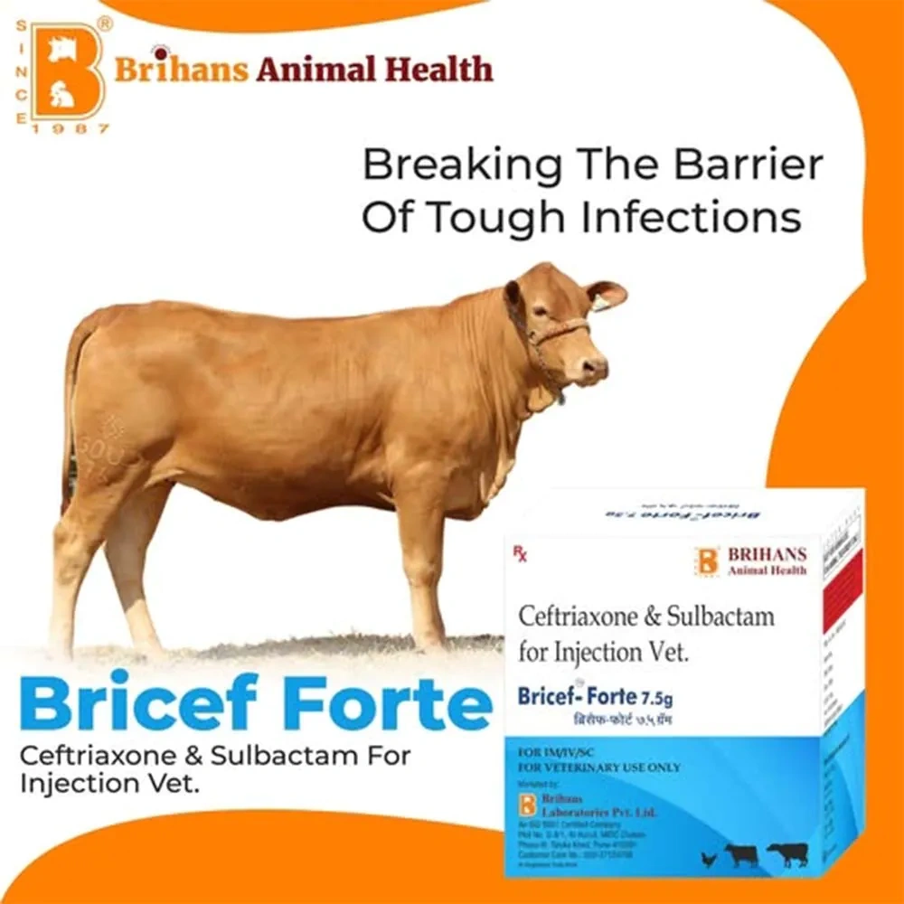 Bricef Forte Inj – Broad-Spectrum Antibiotic for Animals - Image 3
