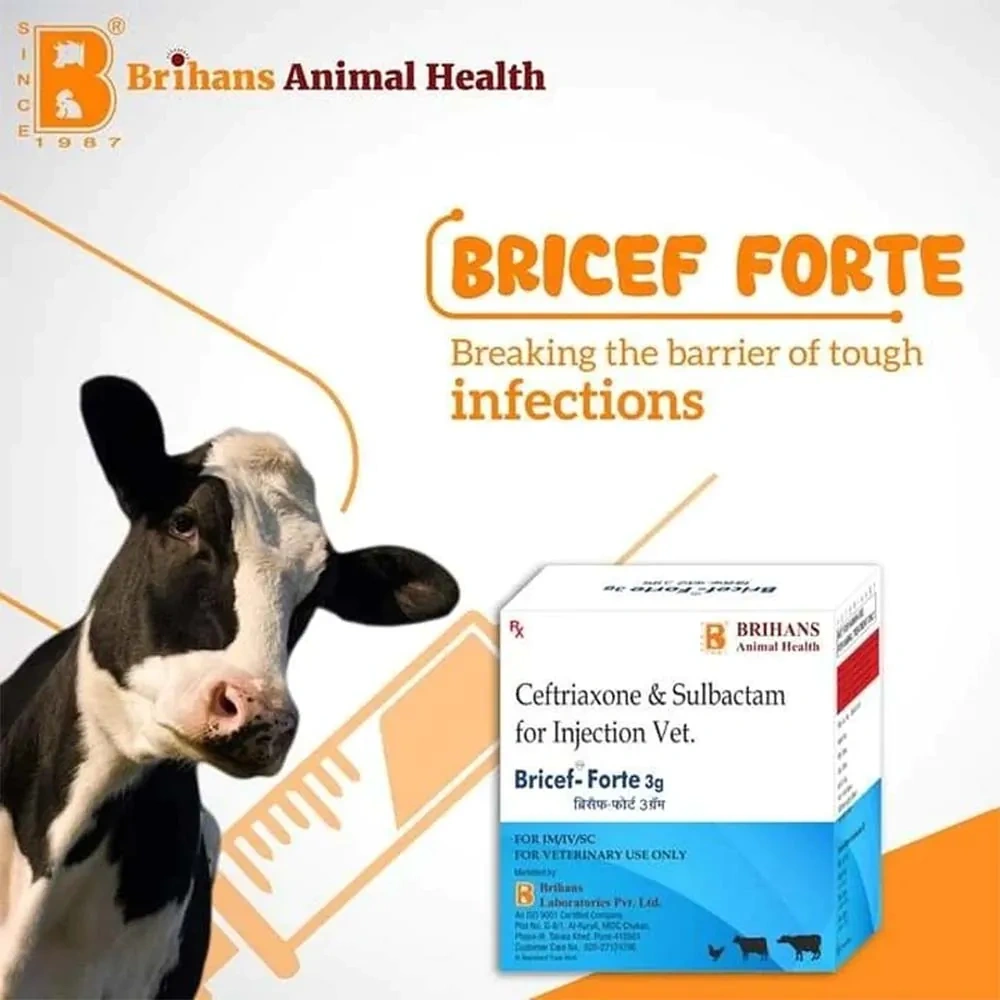 Bricef Forte Inj – Broad-Spectrum Antibiotic for Animals - Image 2