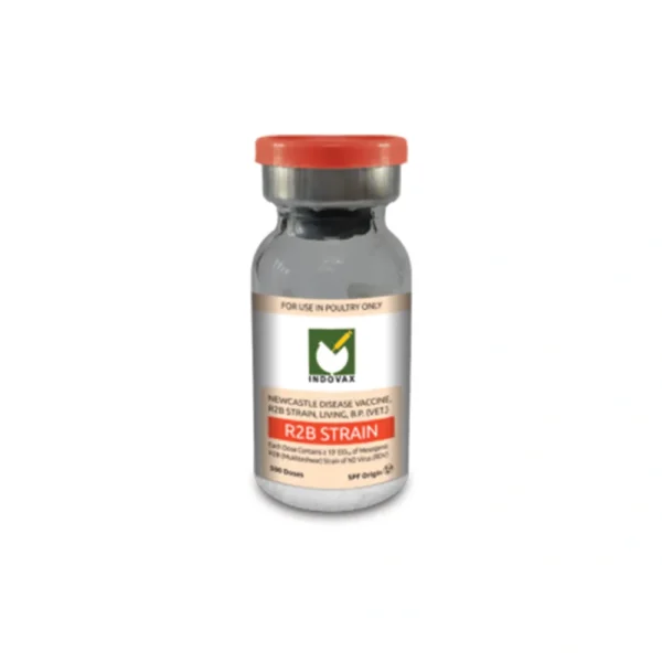 MUKTESHWAR STRAIN (R2B)