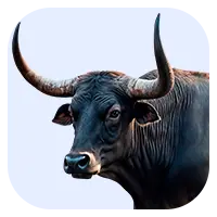 Buffalo